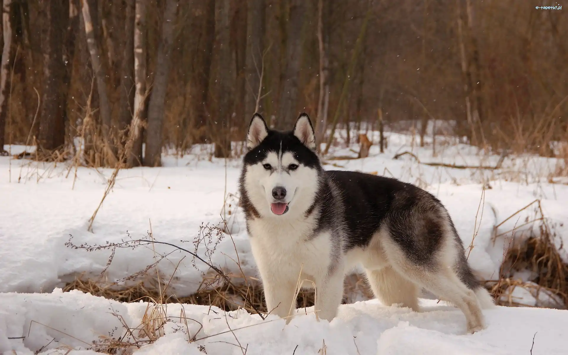 Zima, Las, Śnieg, Alaskan Malamute, Pies