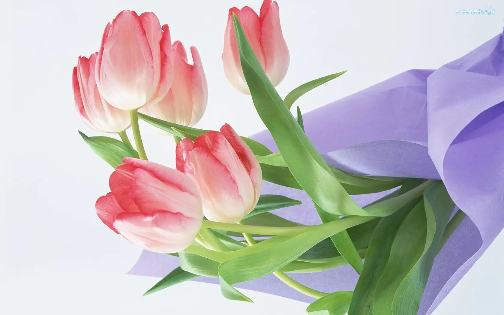 Serwetka, Tulipany
