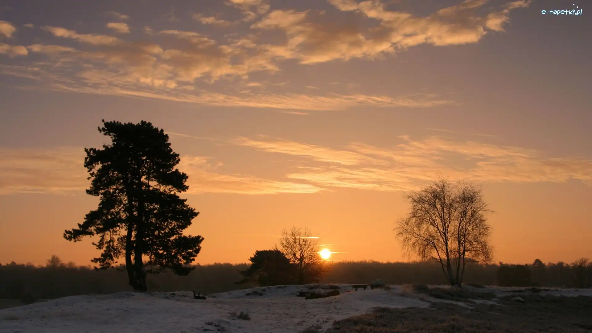 Słońca, Śnieg, Drzewa, Zachód