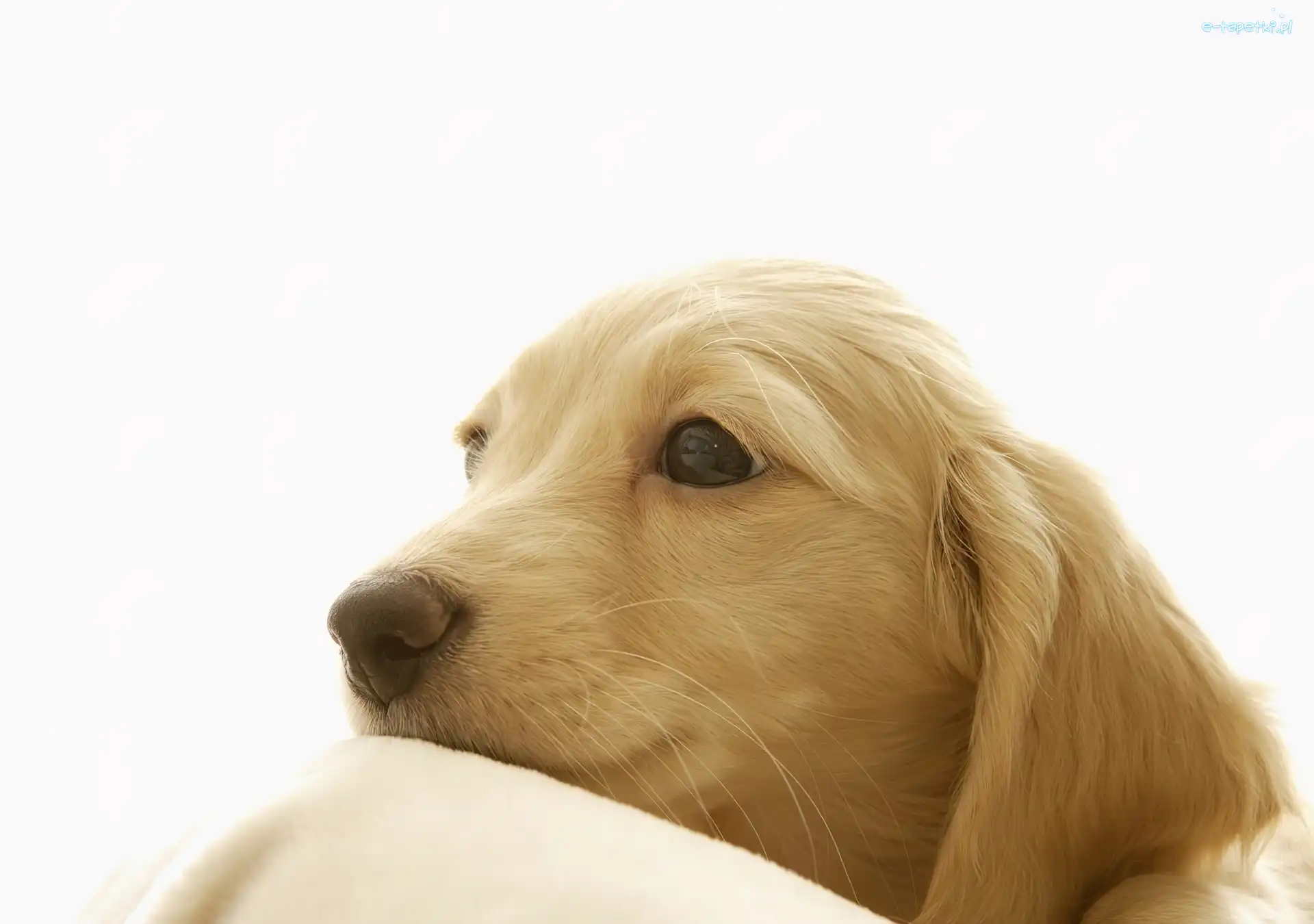 Pysk, Golden Retriever
