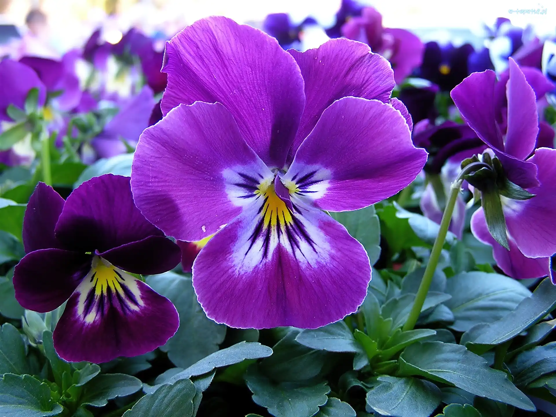 Bratki, Purpurowe