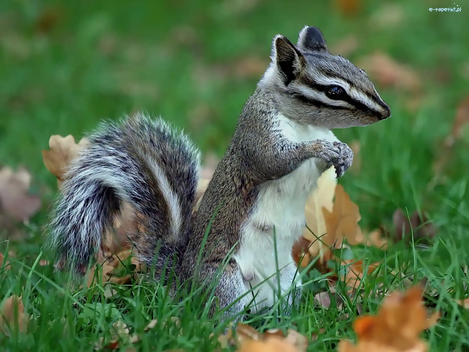 Chipmunk, Biały, Szaro