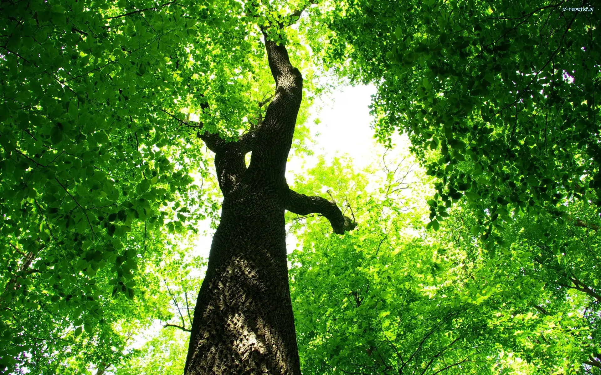 Zielone, Pień, Liście, Drzewo