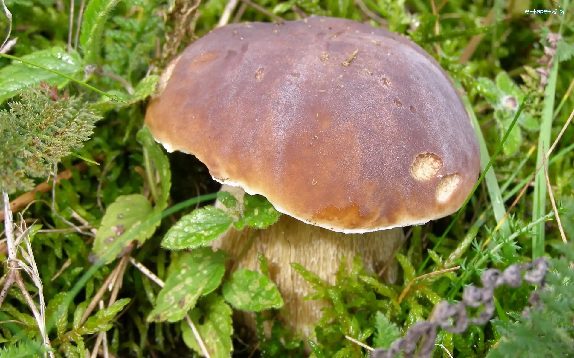 Zarośla, Prawdziwek, Piękny
