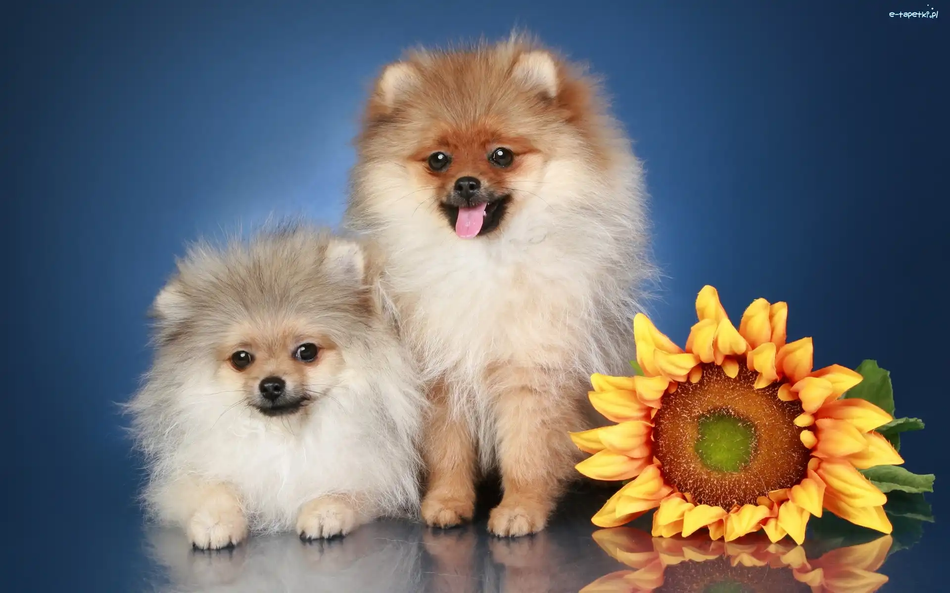 Dwa, Pomeraniany, Pieski, Słonecznik, Szpice miniaturowe