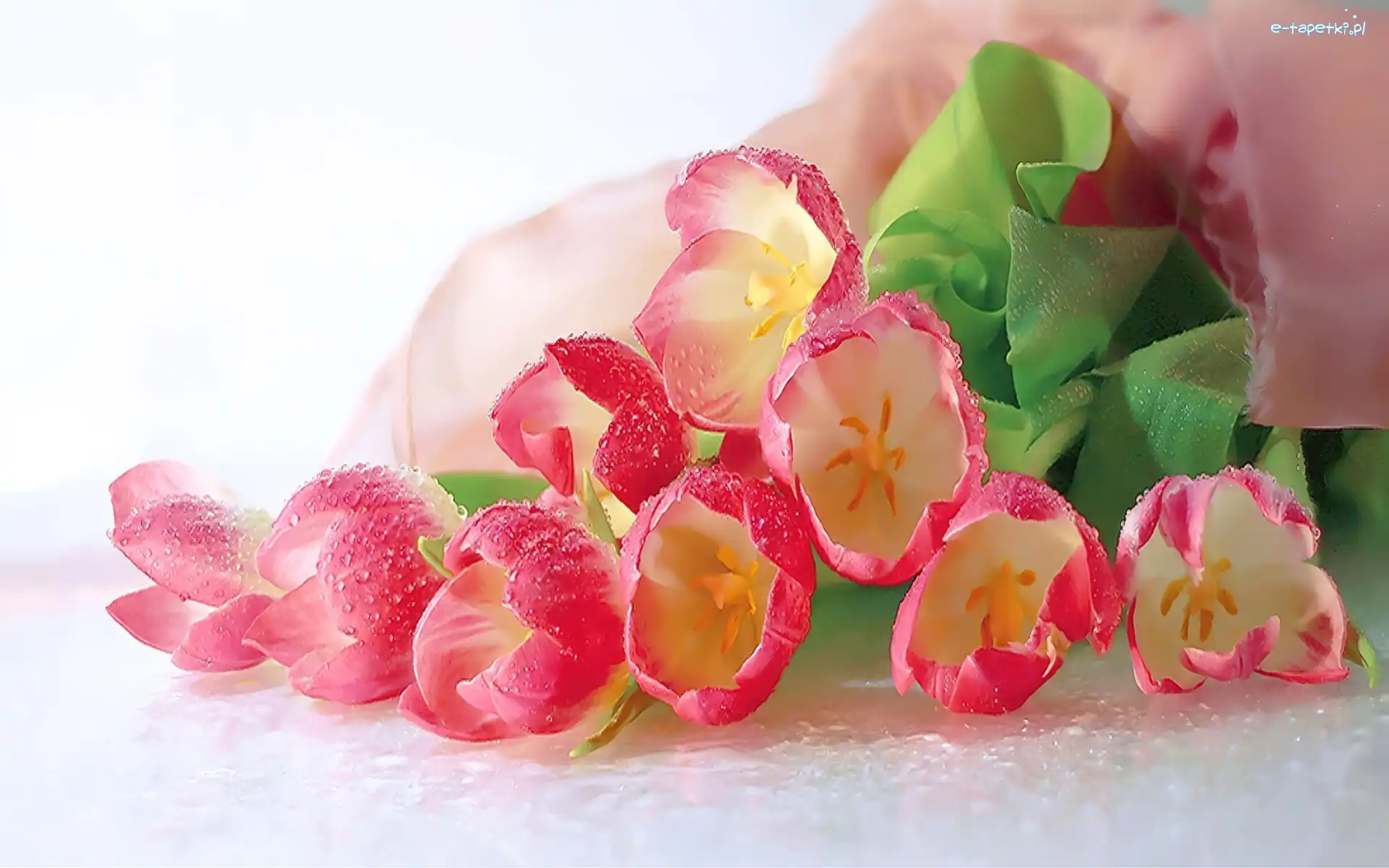 Tulipany, Rosy, Krople, Różowe