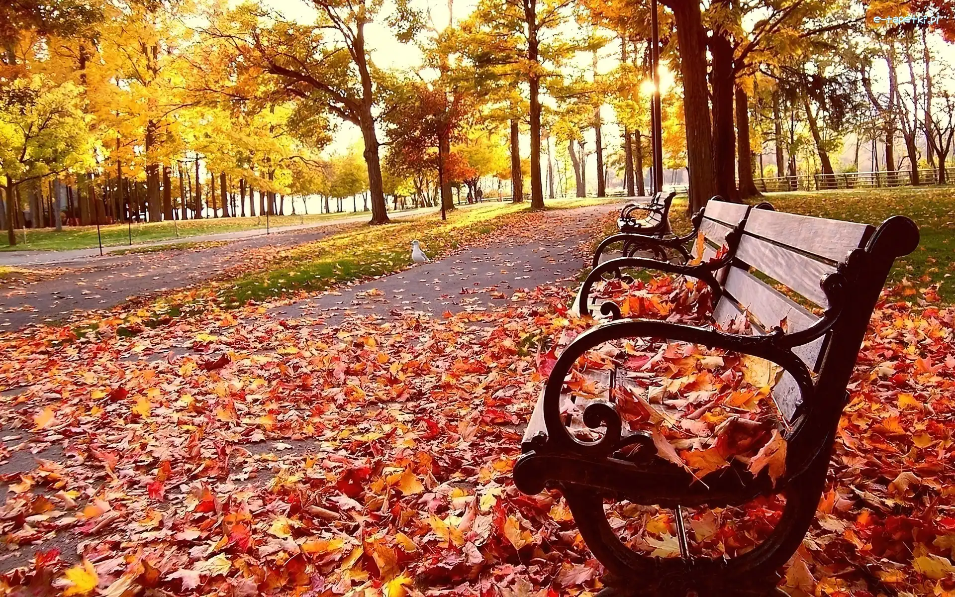 Liście, Ławeczka, Park, Jesień