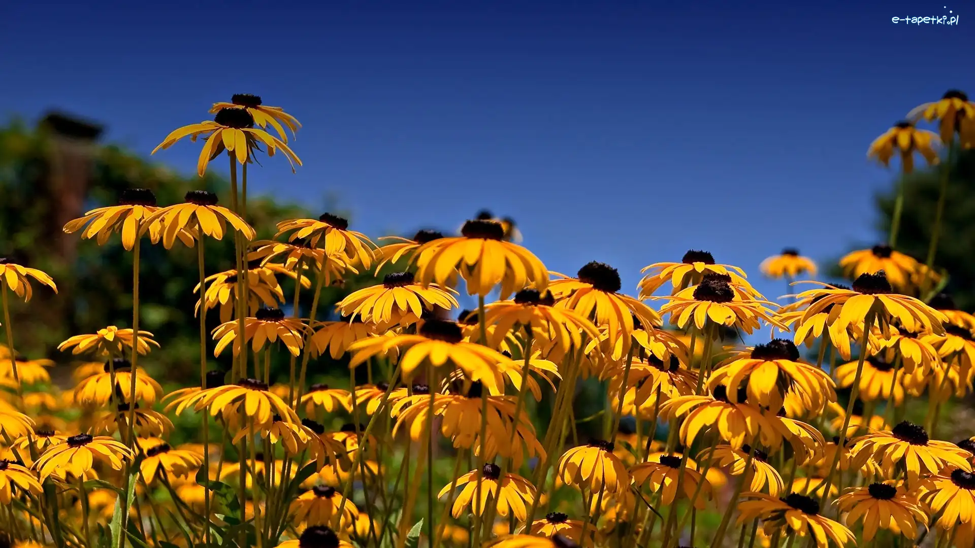 Rudbekia, Kwiaty, Żółte