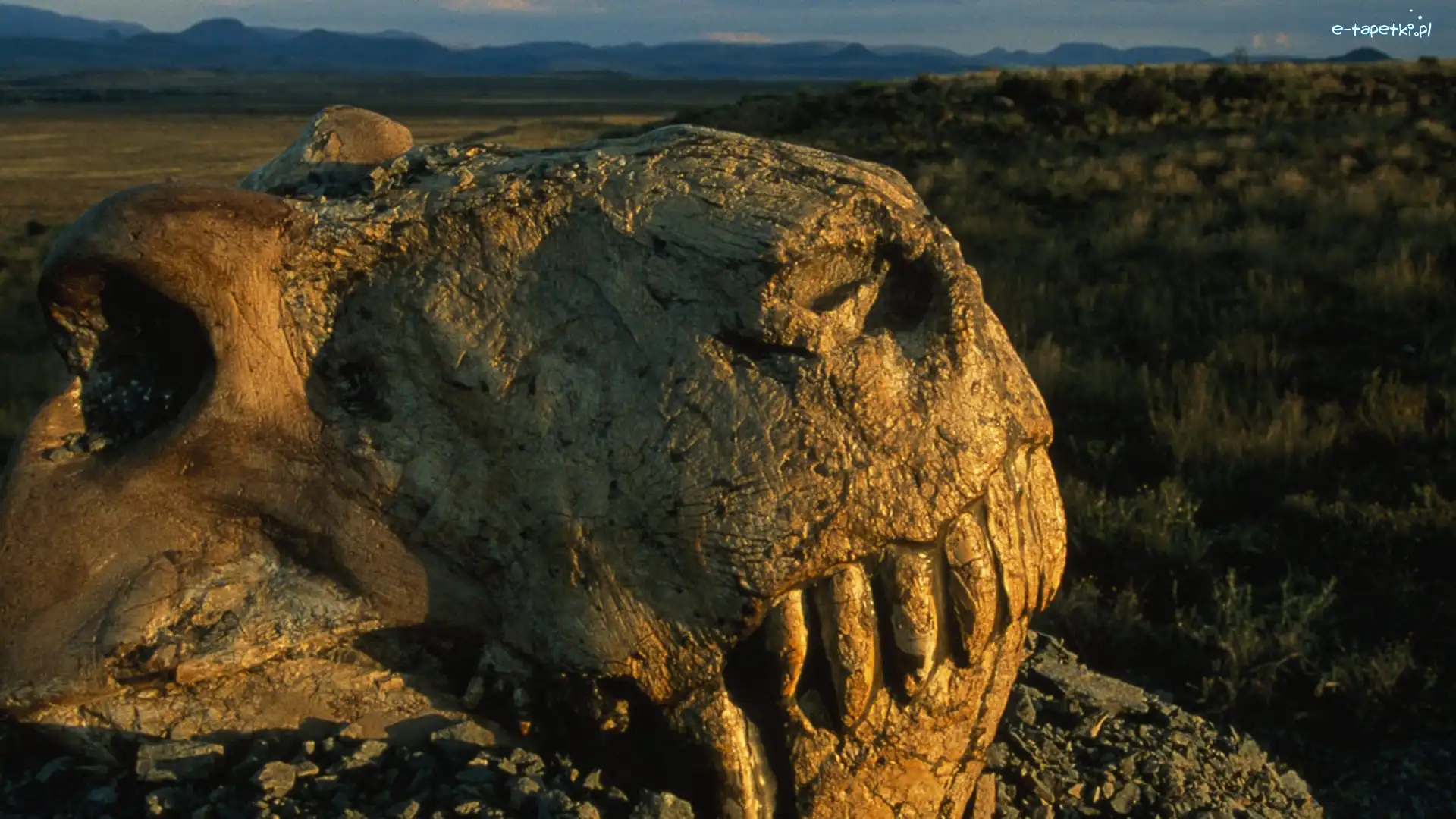 Dinozaura, Czaszka, Góra