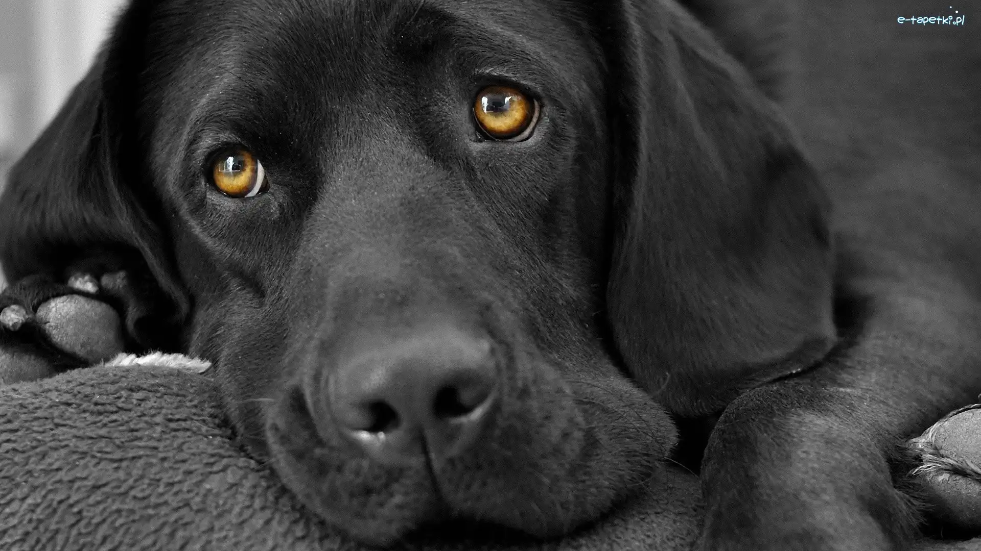 Retriever, Labrador, Czarny