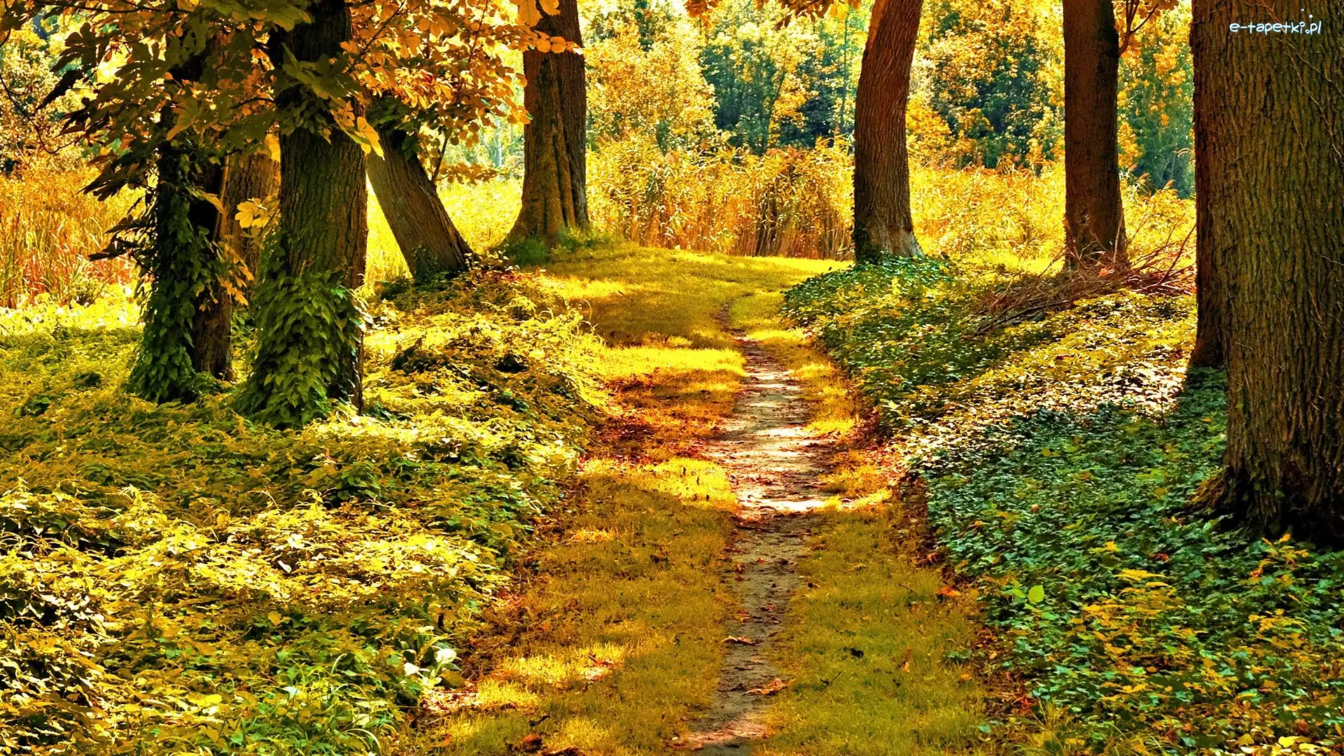 Ścieżka, Las, Jesień