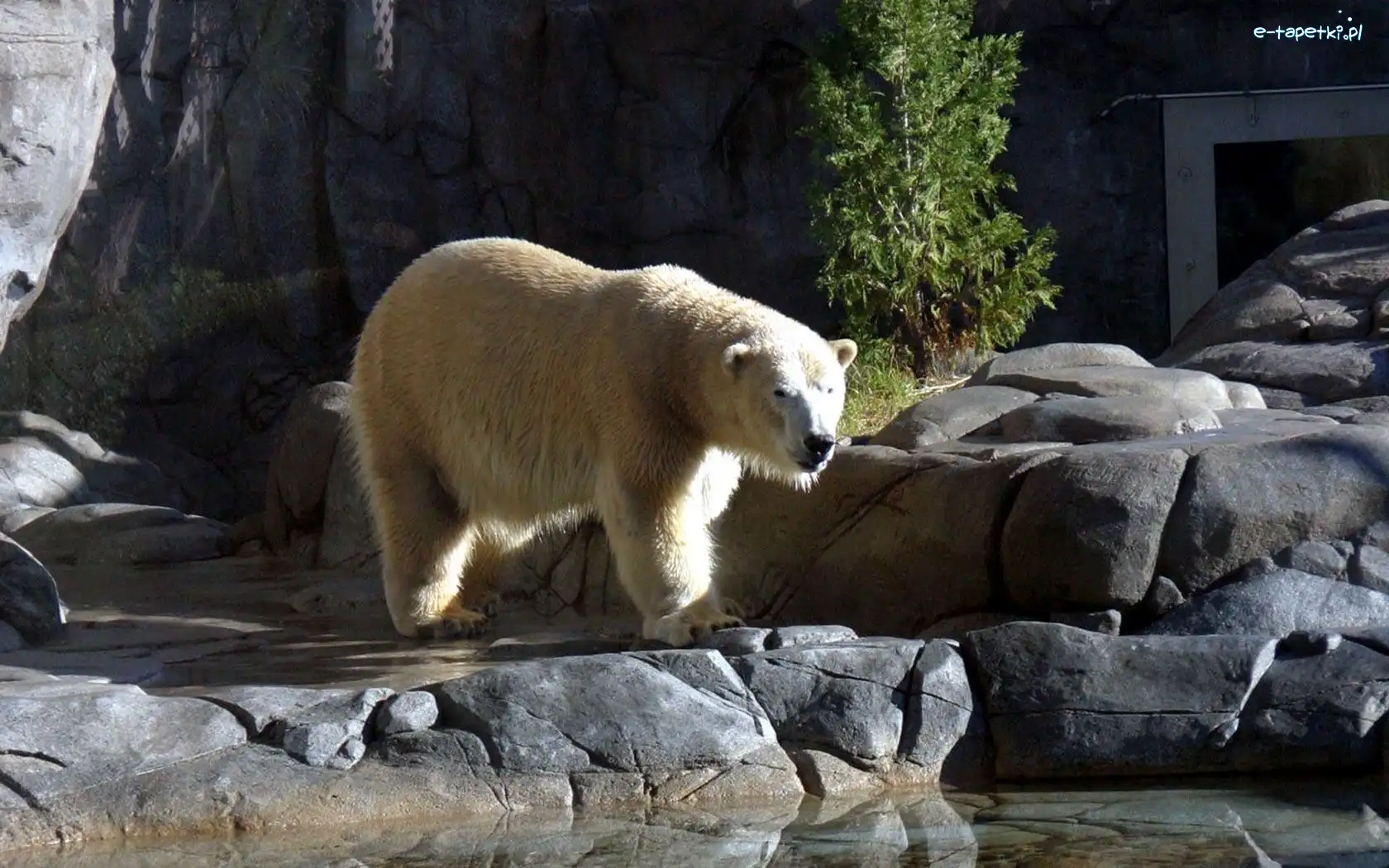 Polarny, Niedźwiedź