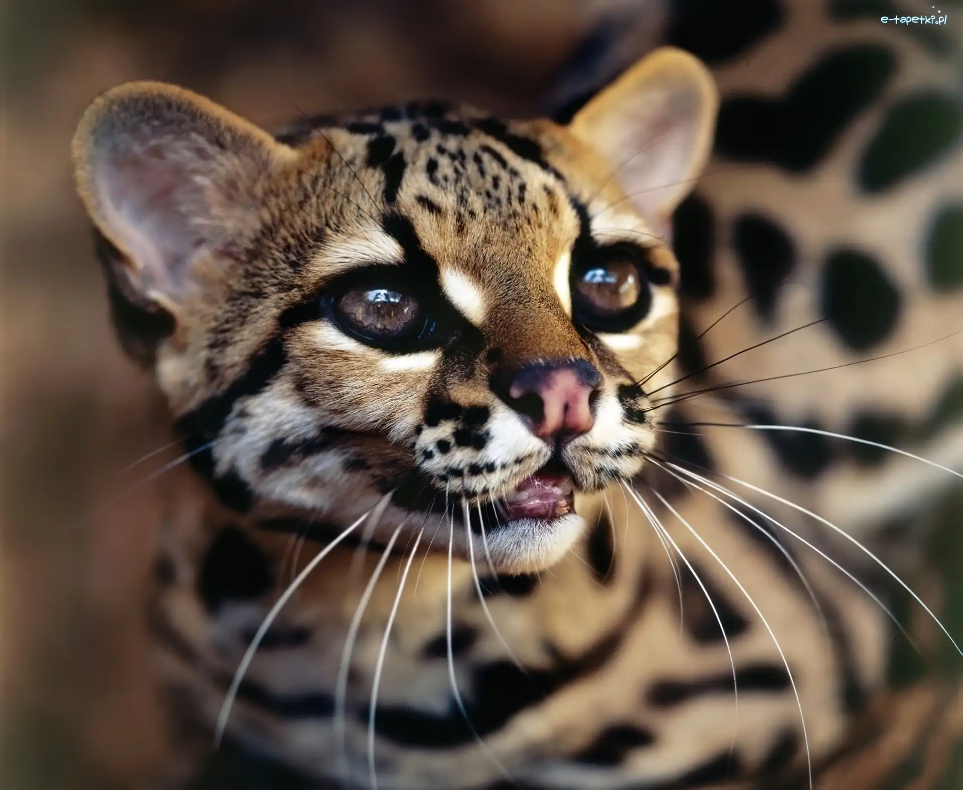 Drapieżnik, Ocelot