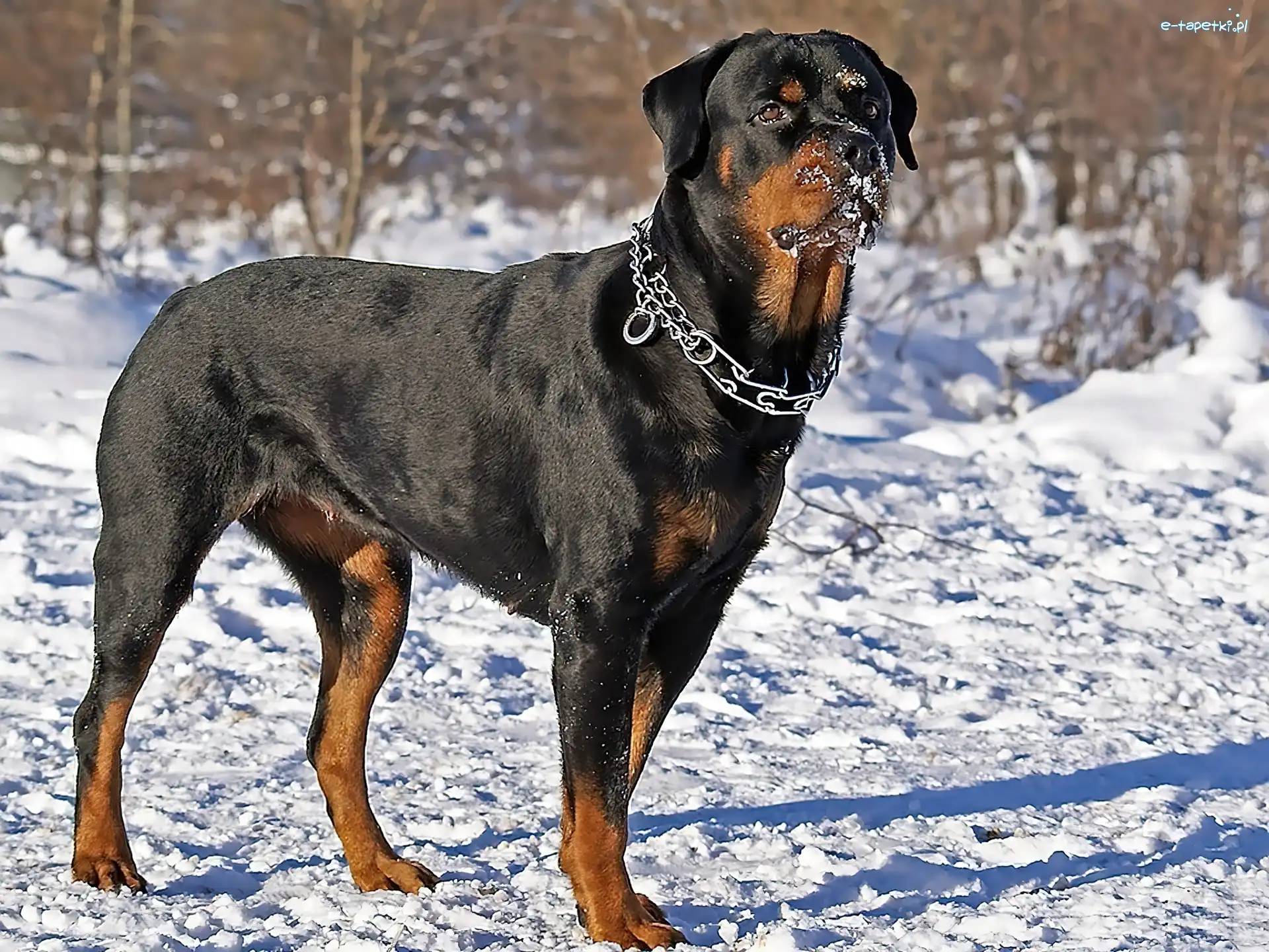 Rottweiler, Obroża, Śnieg