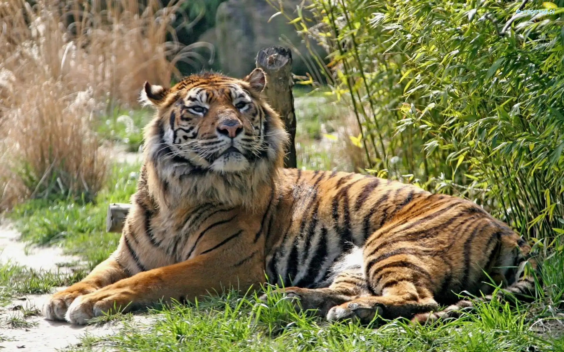 Trawy, Tygrys, Leżący