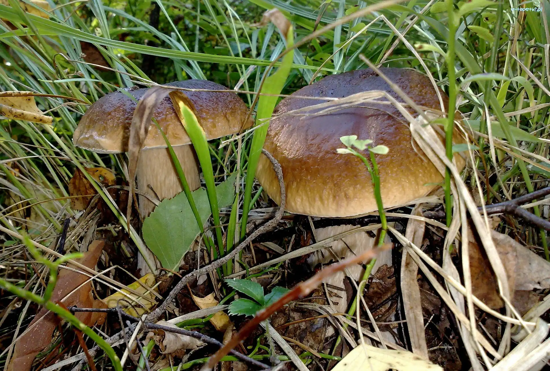 Trawa, Leśne, Runo, Prawdziwki