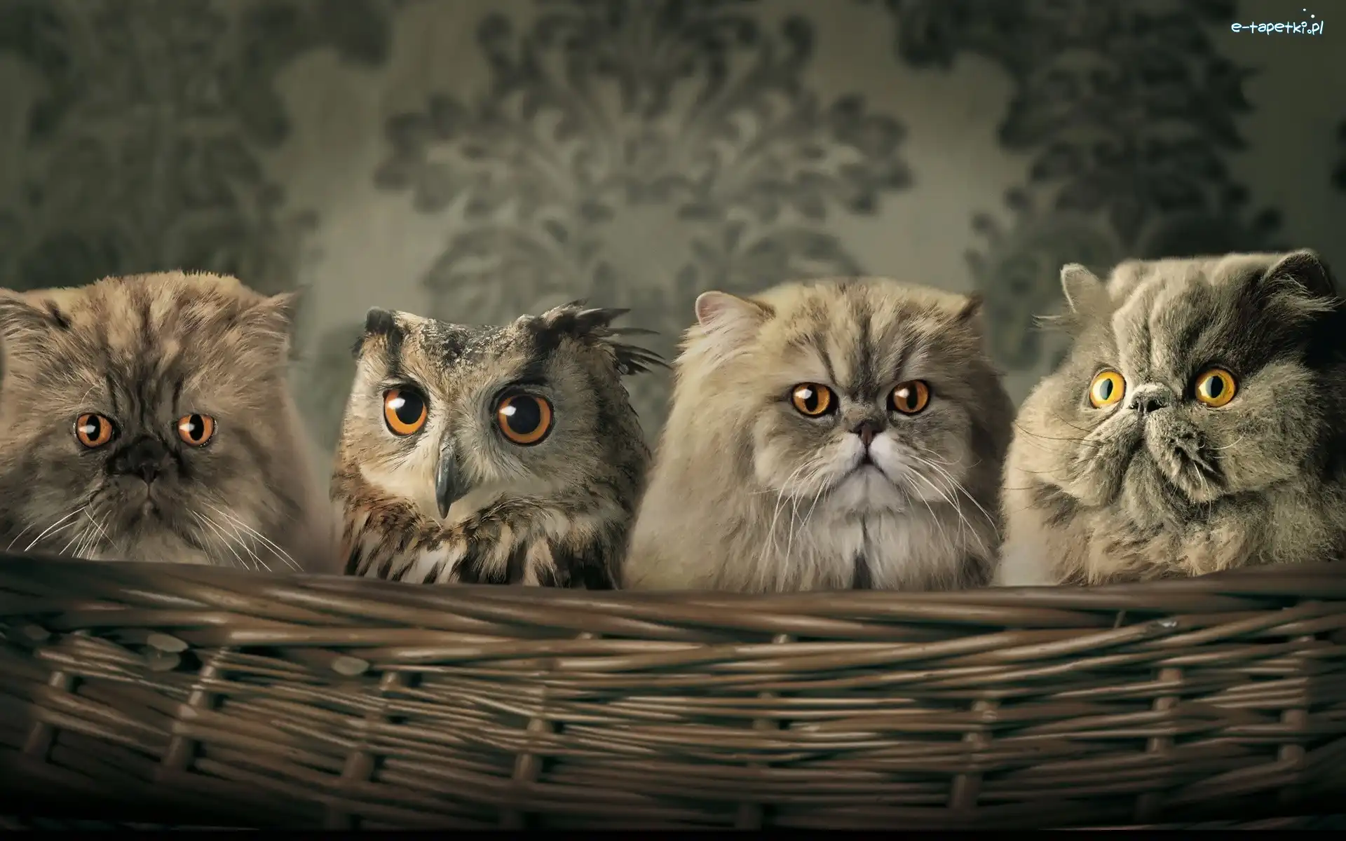 Kosz, Koty perskie, Sowa, Wiklinowy
