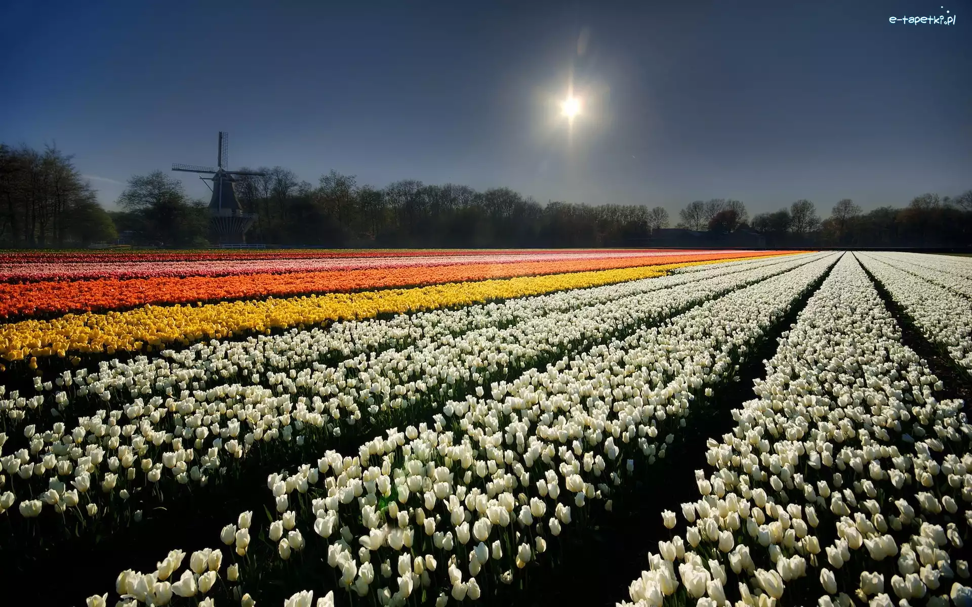 Tulipanów, Wiatrak, Słoneczko, Uprawa