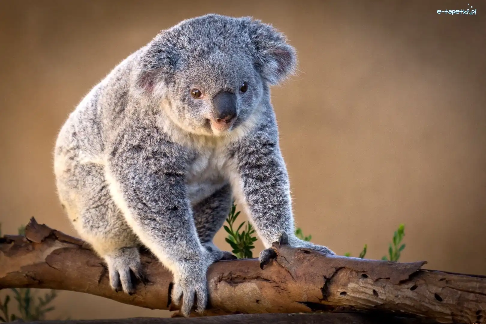 Koala, Drzewa, Konar, Miś