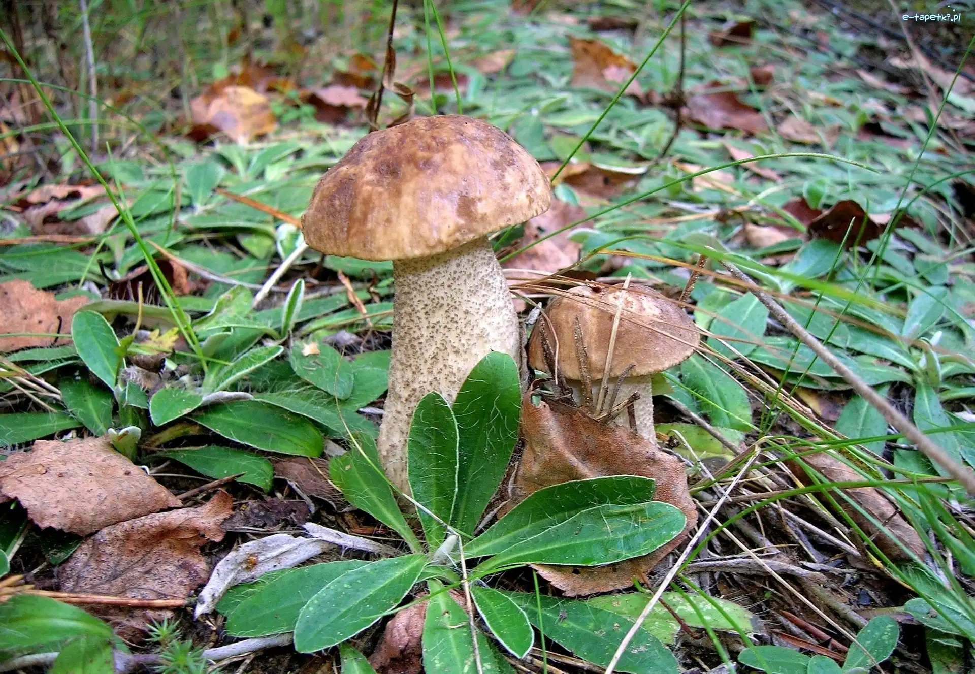 Dwa, Prawdziwki, Dorodne, Leśne, Runo