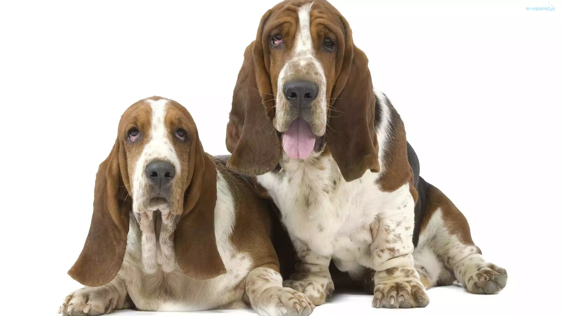 Dwa, Basset Hound, Pieski, Uszy, Długie