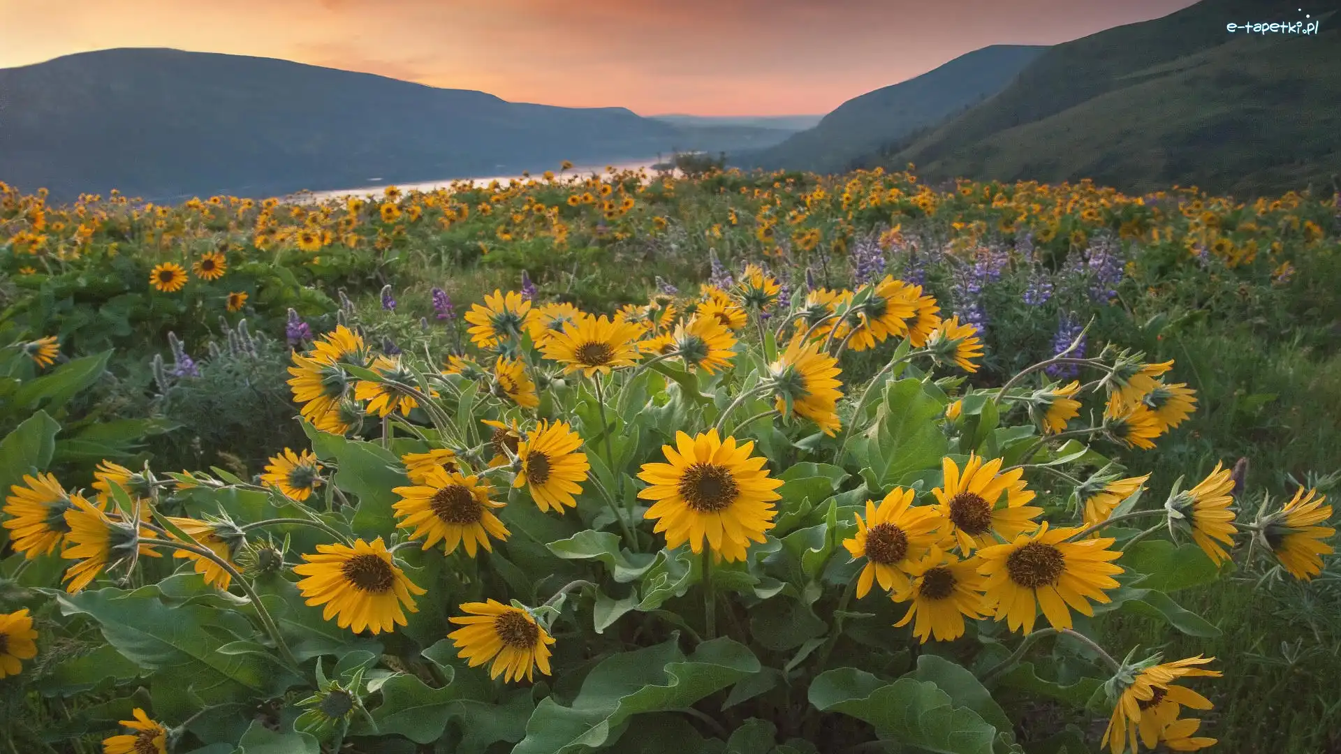 Kwiaty, Rzeka, Rezerwat przyrody, Żółte, Stany Zjednoczone, Góry Kaskadowe, Columbia River, Łubin, Columbia River Gorge, Balsamorhiza, Zachód słońca, Stan Waszyngton, Łąka