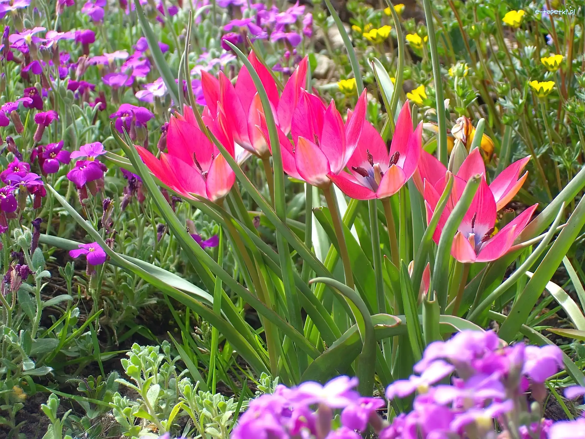 Rabatka, Miniaturowe, Tulipany