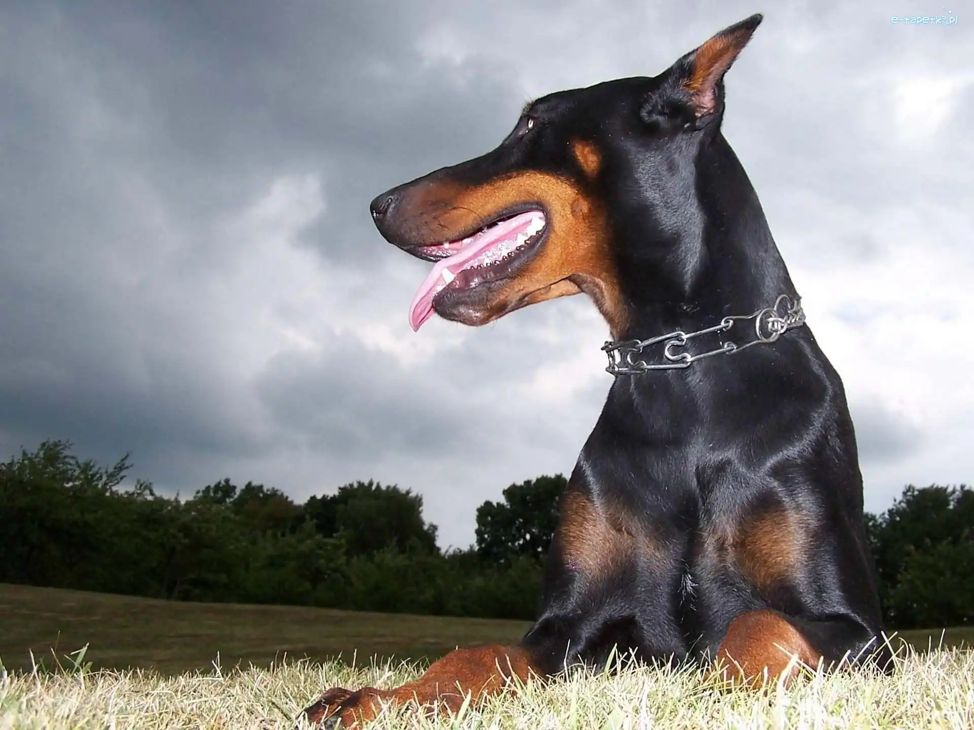 Język, Kolczatka, Doberman