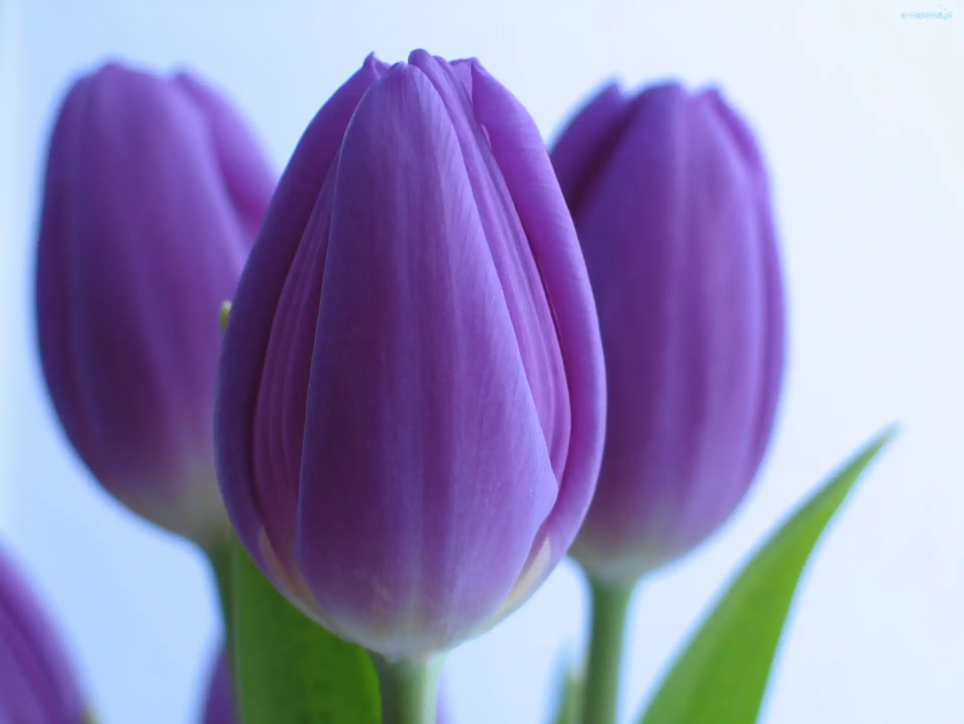 Tulipany, Fioletowe