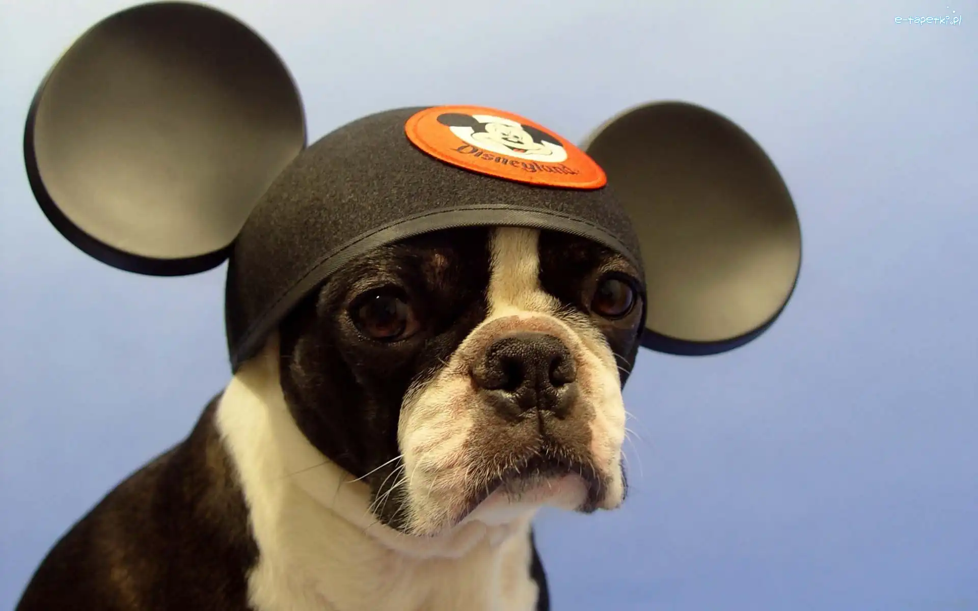 Myszki Mickey, Fan