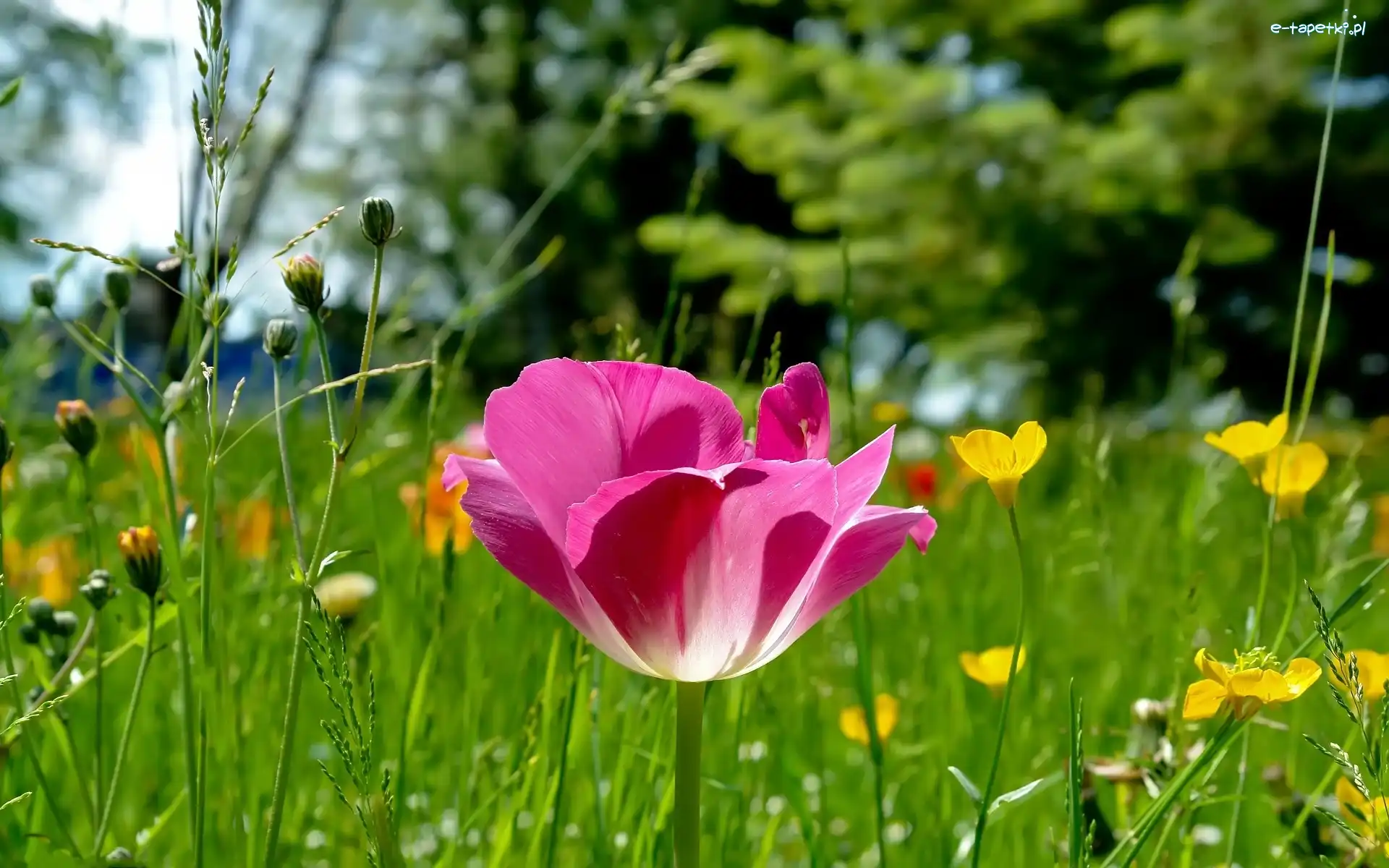 Łąka, Tulipan, Różowy