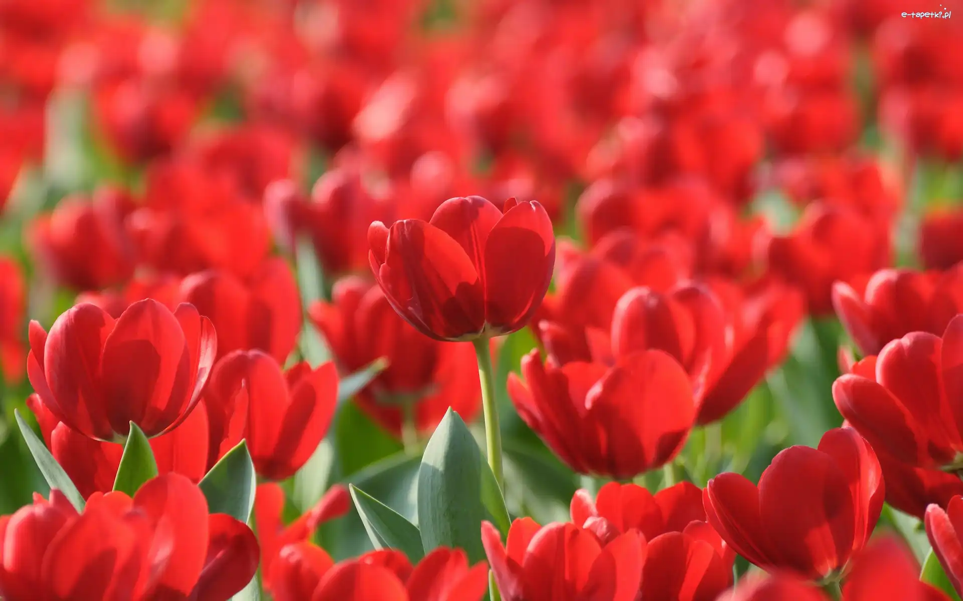 Tulipany, Czerwone
