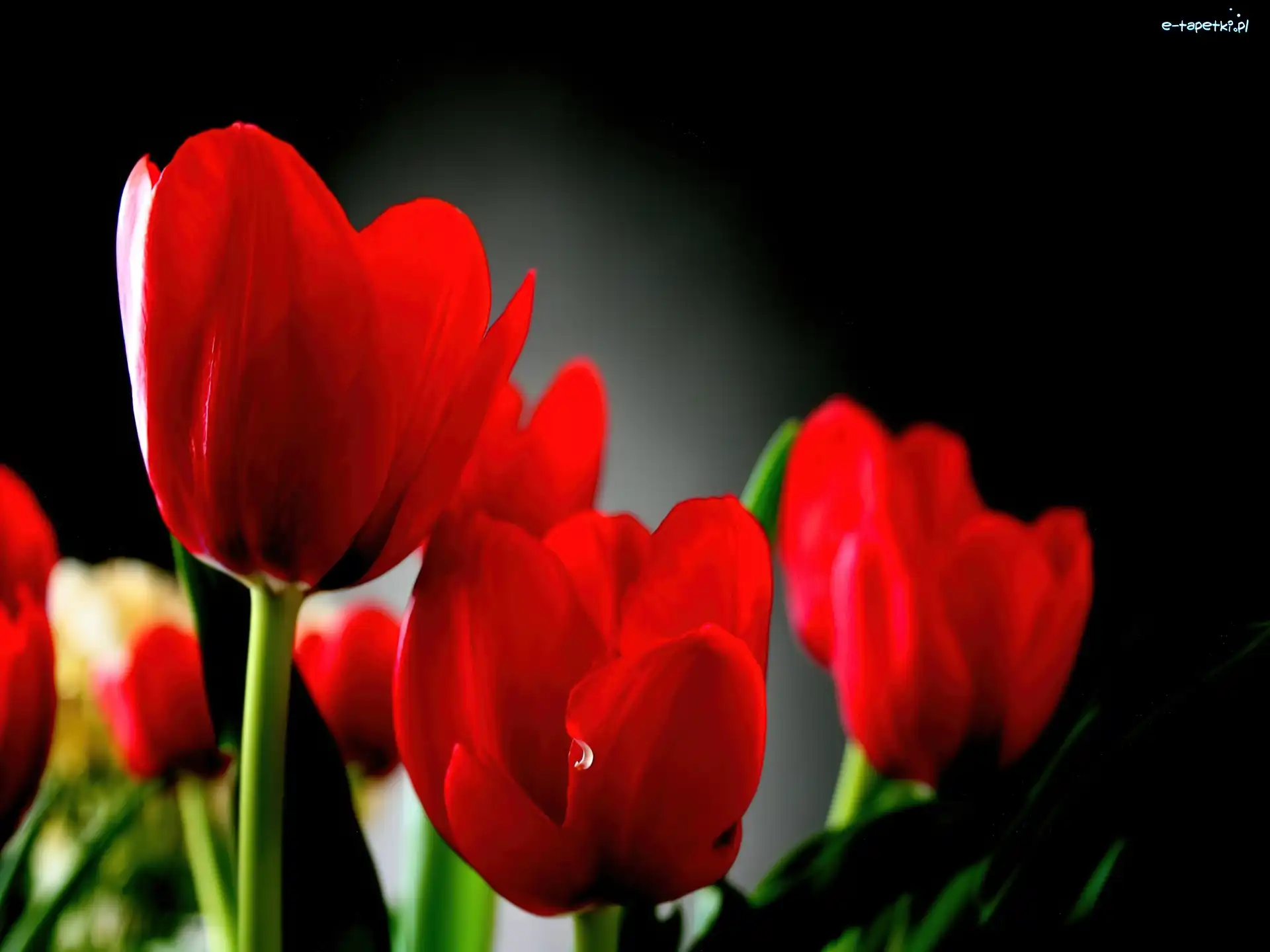 Tulipany, Czerwone