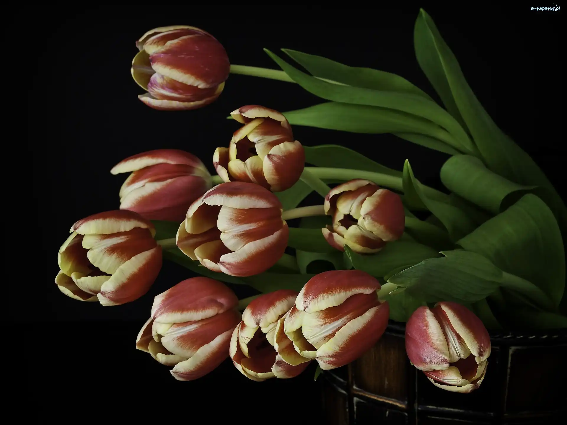 Tulipany, Ceberek