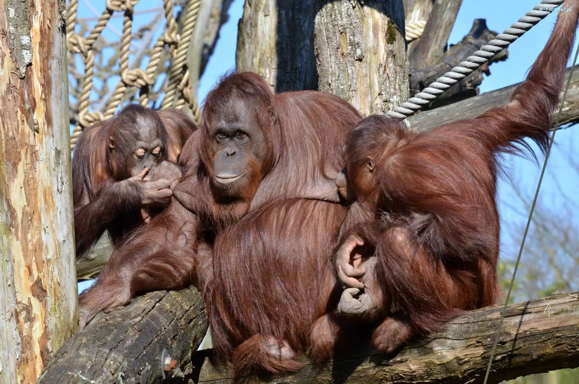 Orangutanów, Rodzinka, Drzewo
