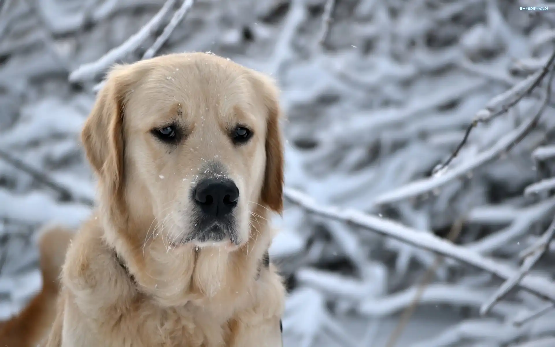 Labrador, Śnieg, Gałęzie, Biszkoptowy