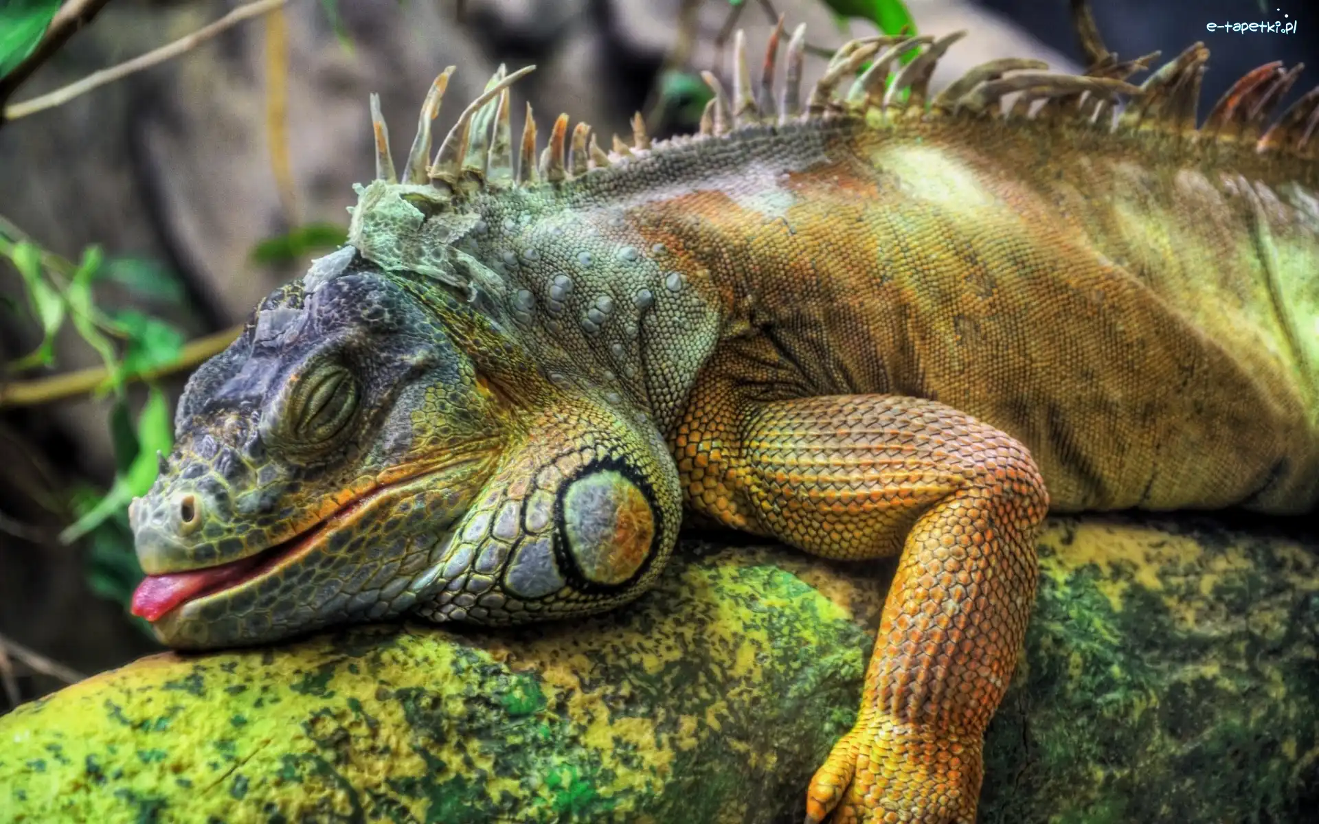 Język, Legwan