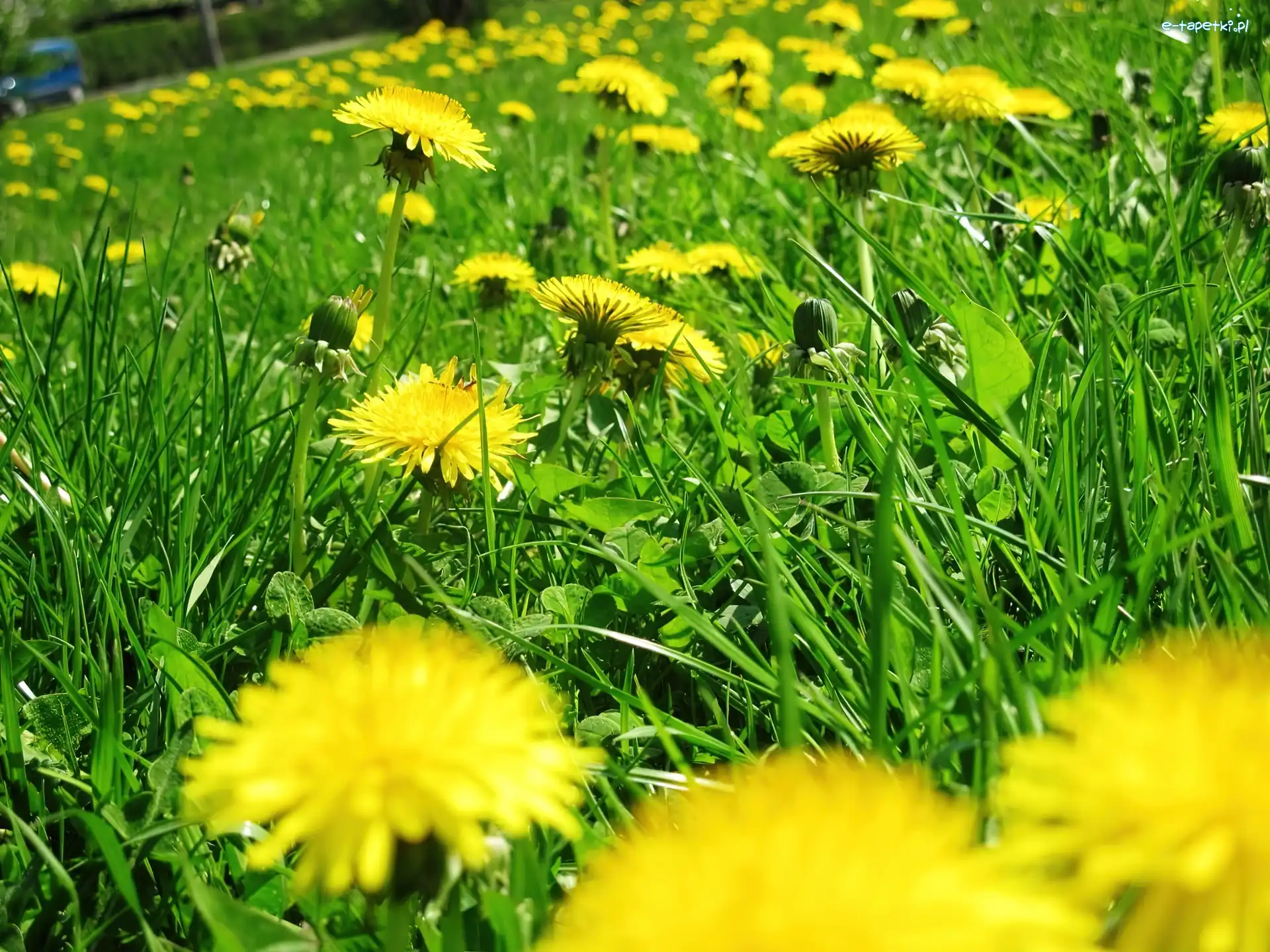 Park, Trawa, Mlecze, Wiosna