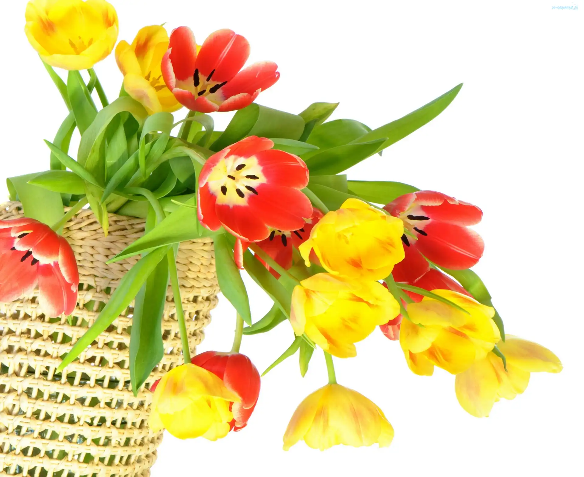 Tulipany, Kolorowe, Kosz