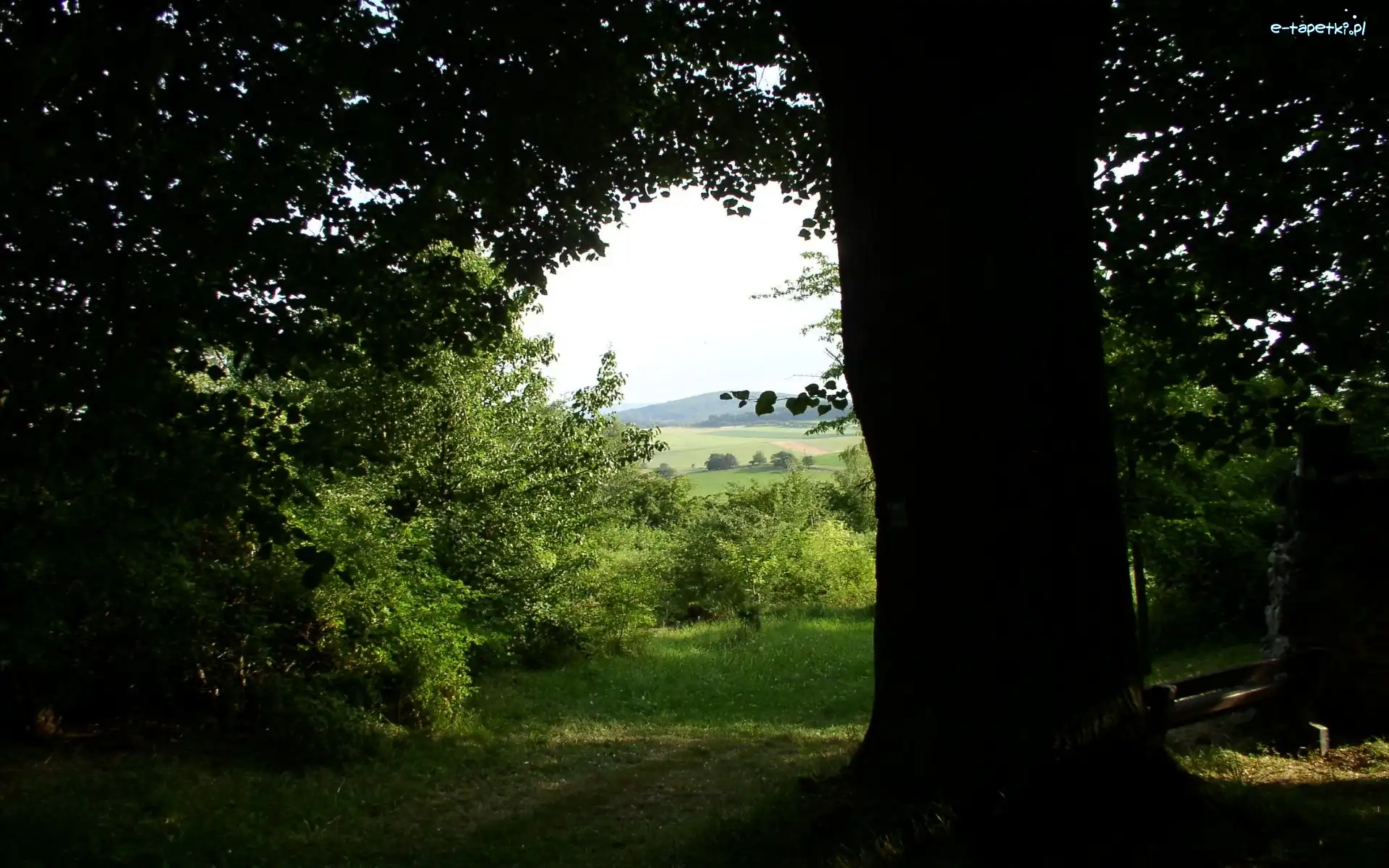 Pole, Cień, Drzewa