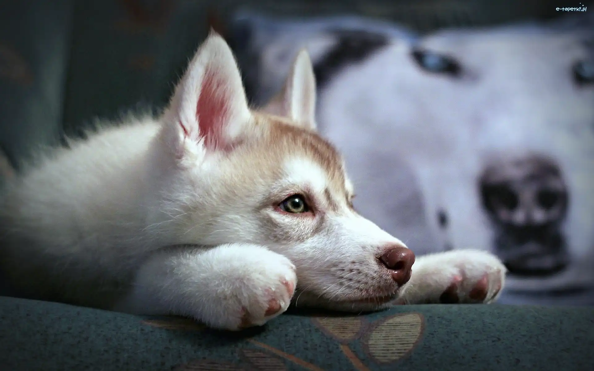 Siberian Husky, Młody
