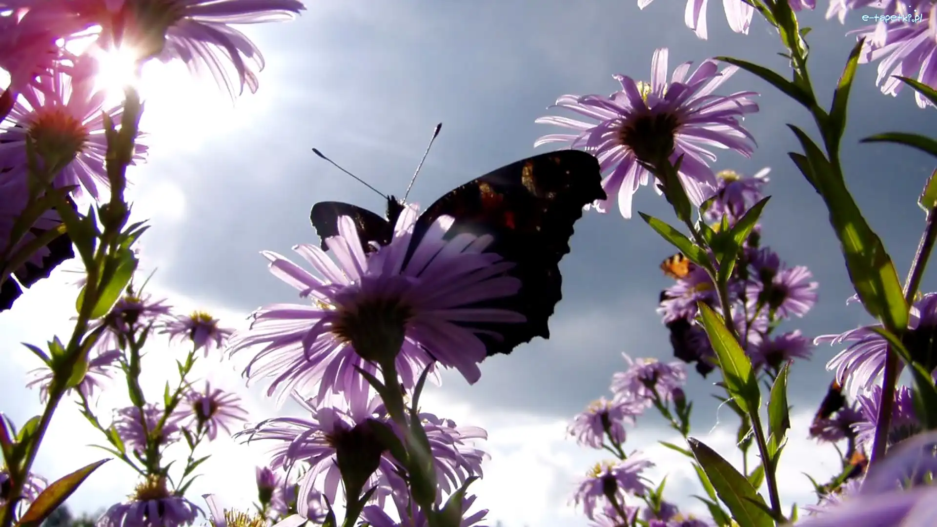 Motyl, Kwiaty
