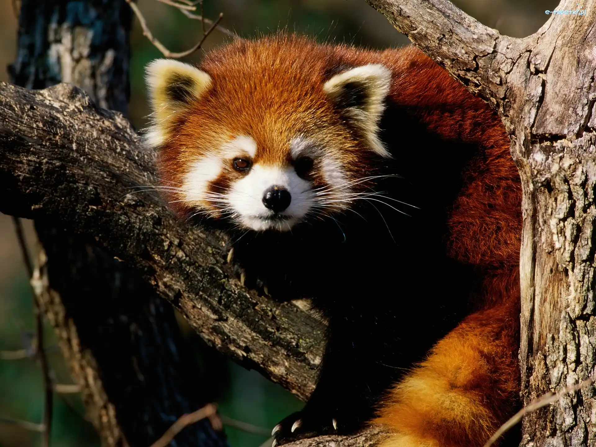 Mała, Pandka ruda, Czerwona, Panda