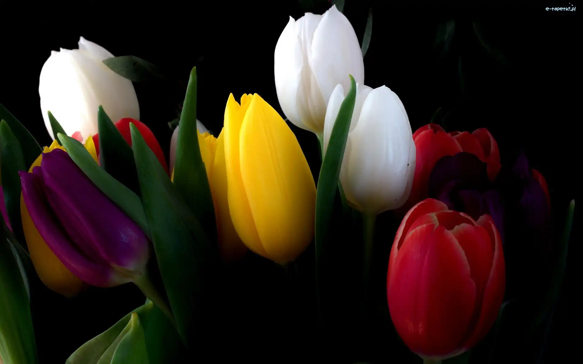 Kolorowe, Tulipany
