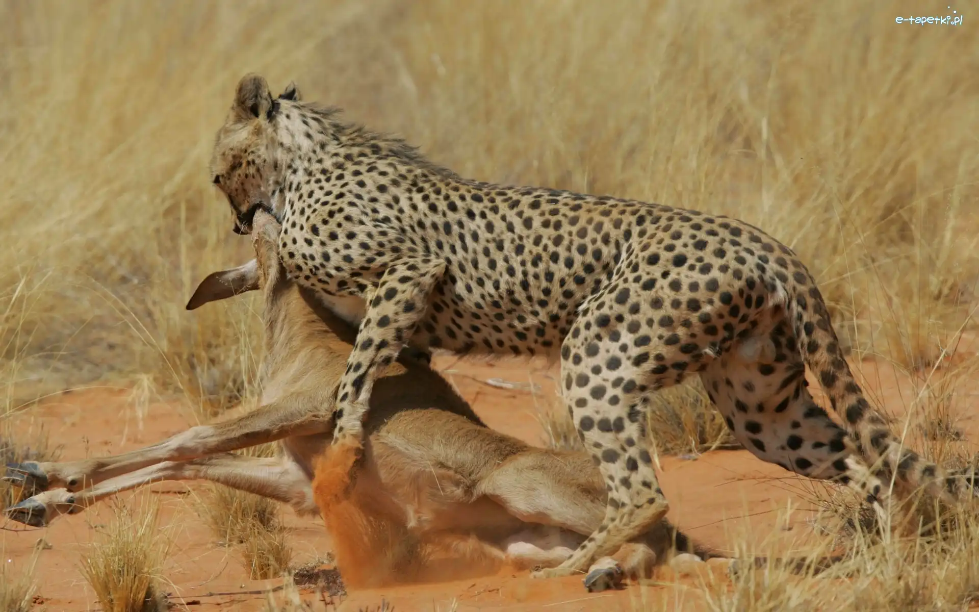 Gepard, Polowanie, Antylopa, Atakujący