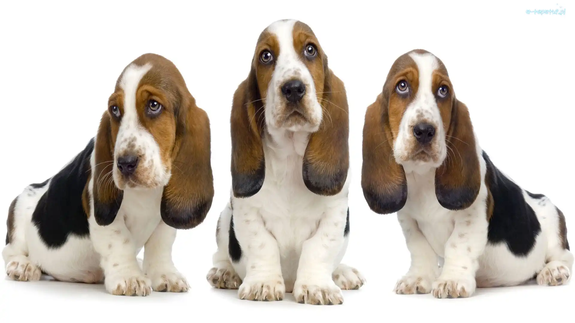 Bassety, Łaciate, Trzy