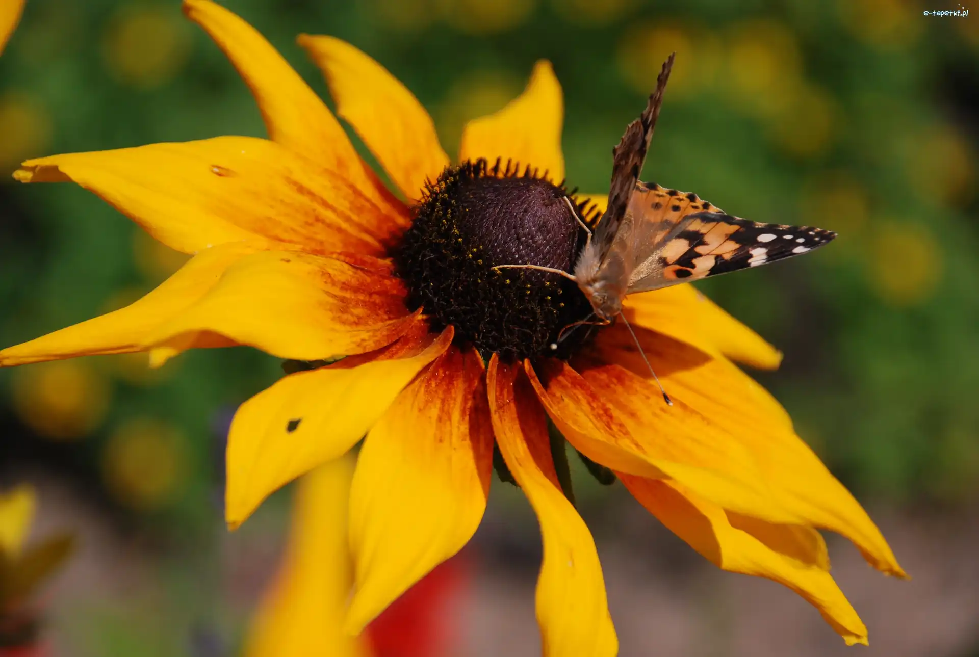 Rudbekia, Motyl, Dwubarwna, Osetnik, Rusałka