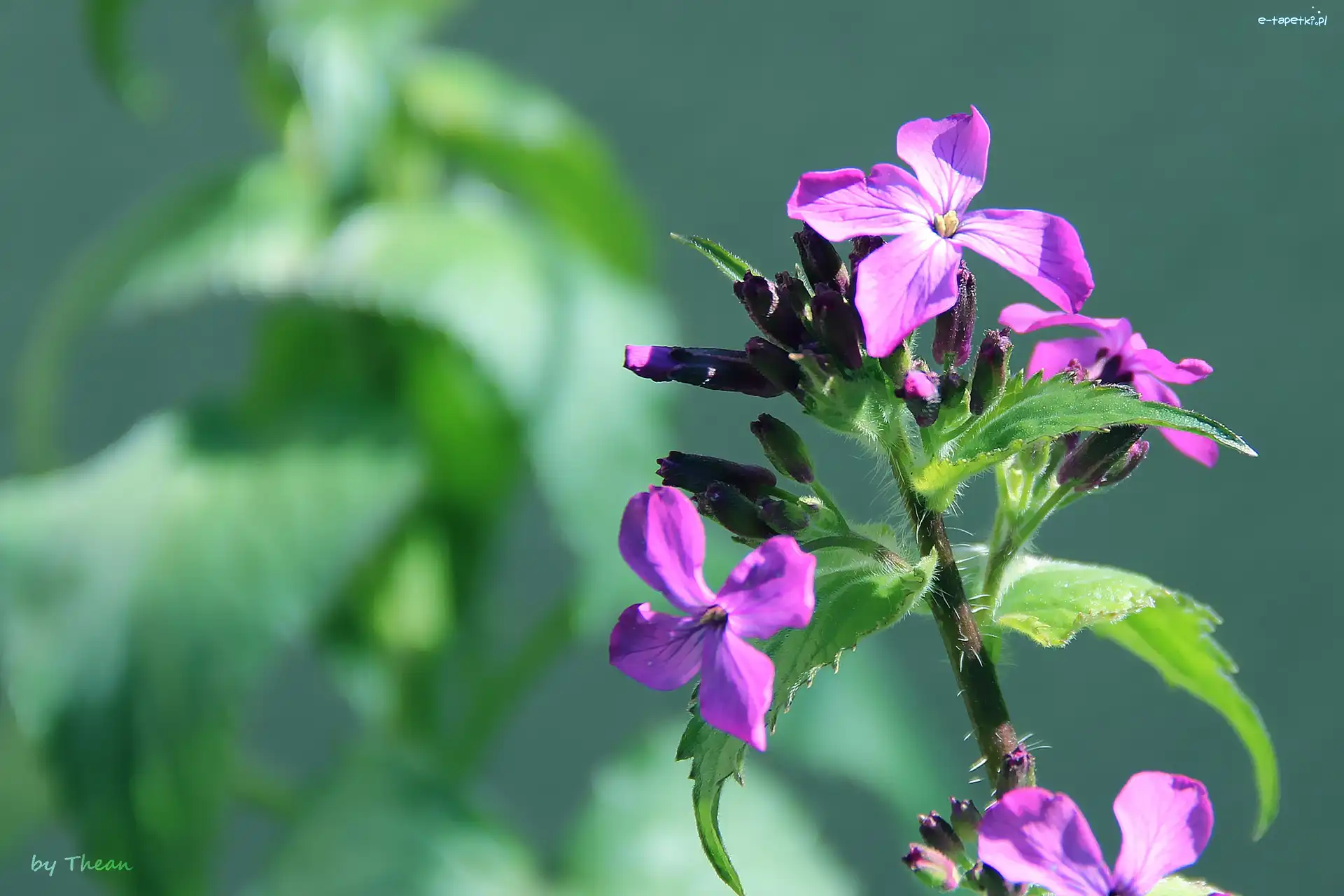Lunaria, Kwiatuszek, Fioletowy