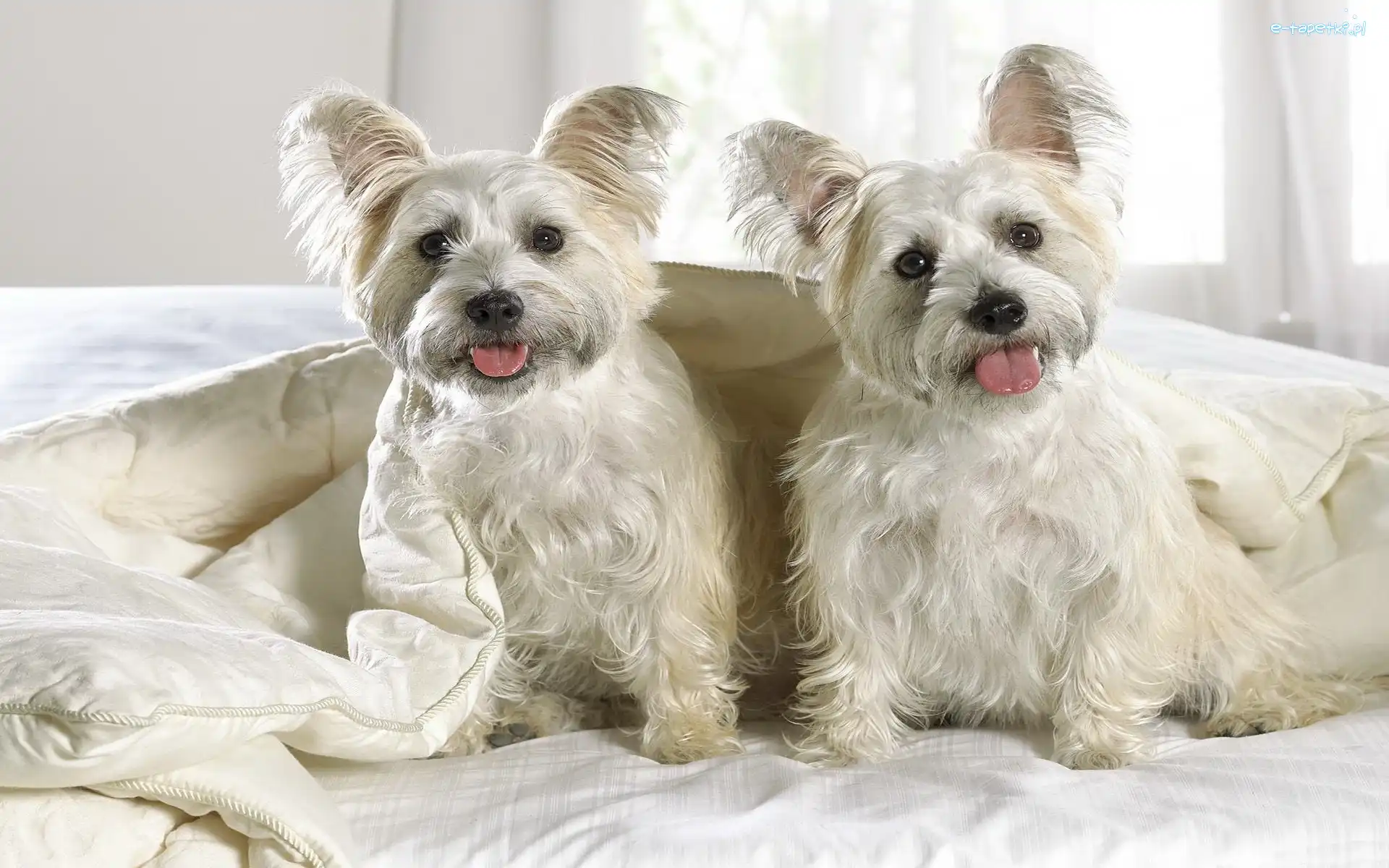 Highland, Terrier, White, West