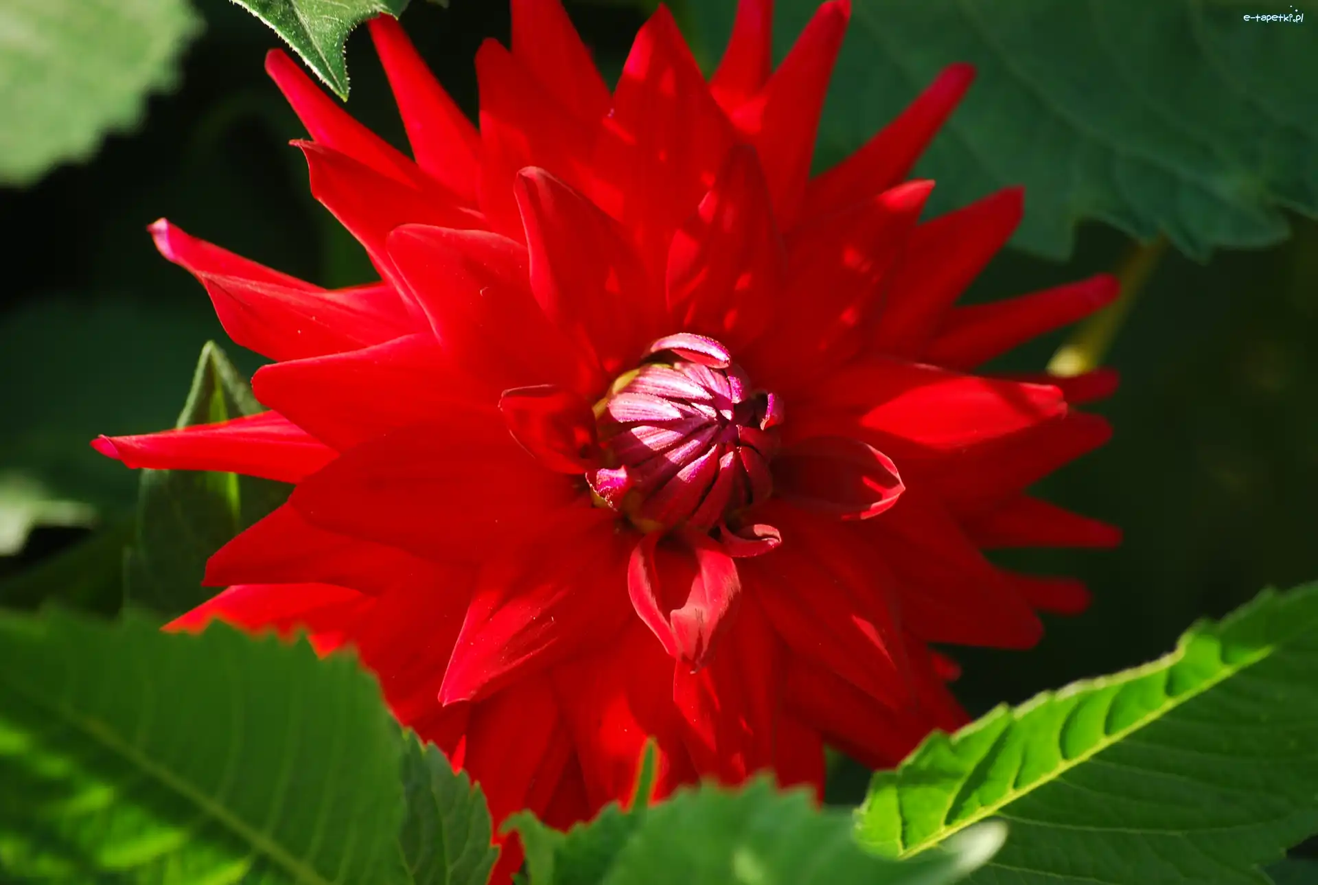 Dalia, Kwiat